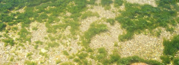 Θάλασσα πηγή ζωής